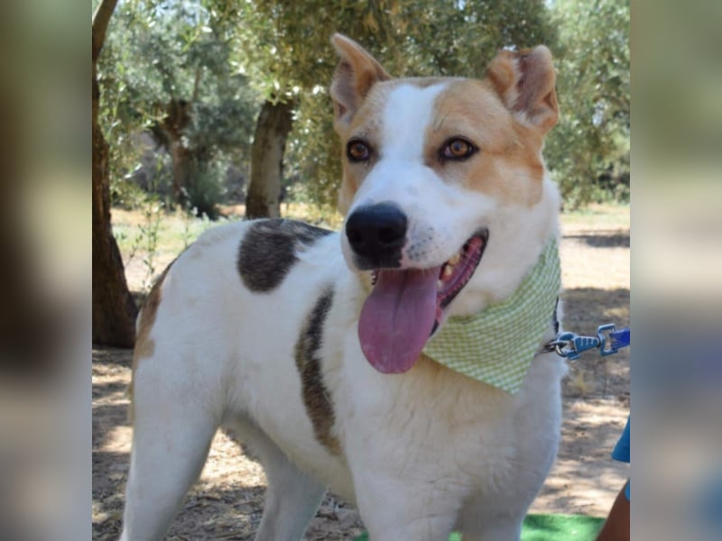 Muneca, liebevolle Mix-Hündin, geb. 2016, sie hofft Tag für Tag auf ihre Chance