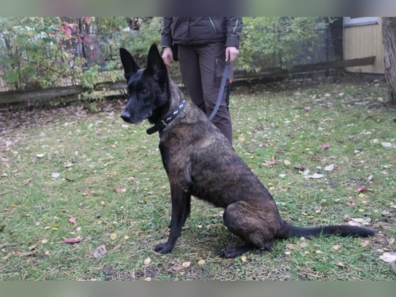 Makeba, Holl. Schäferhund, geb. 2019, gut erzogen, sportl. gern als Frauenhund