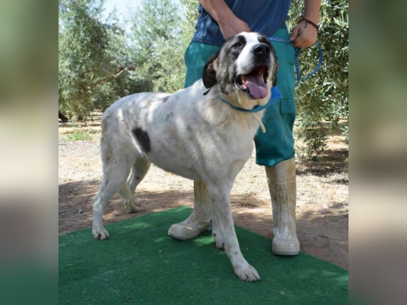 Yoli, Herdenschutz-Mix- Hündin, geb. 2012, herzensgute Hündin