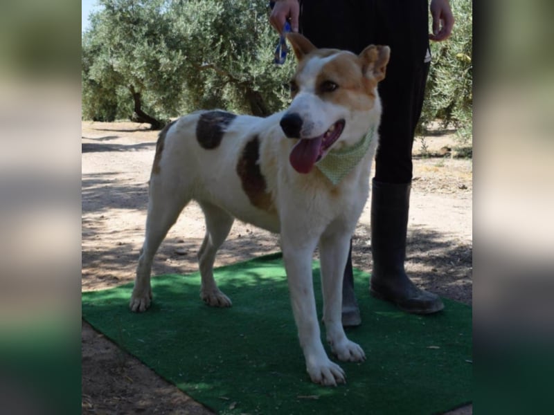 Muneca, liebevolle Mix-Hündin, geb. 2016, sie hofft Tag für Tag auf ihre Chance
