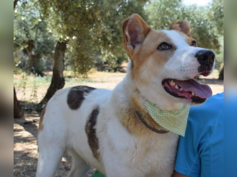 Muneca, liebevolle Mix-Hündin, geb. 2016, sie hofft Tag für Tag auf ihre Chance