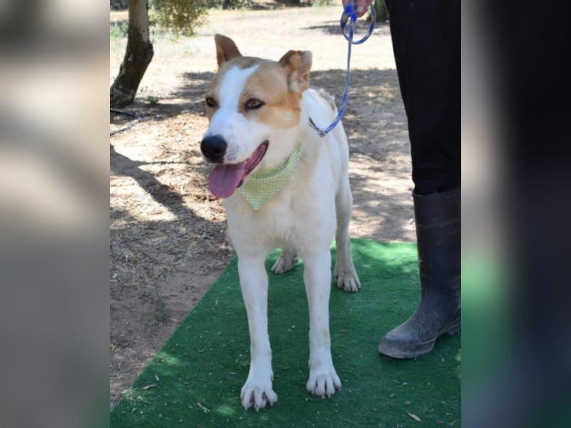 Muneca, liebevolle Mix-Hündin, geb. 2016, sie hofft Tag für Tag auf ihre Chance