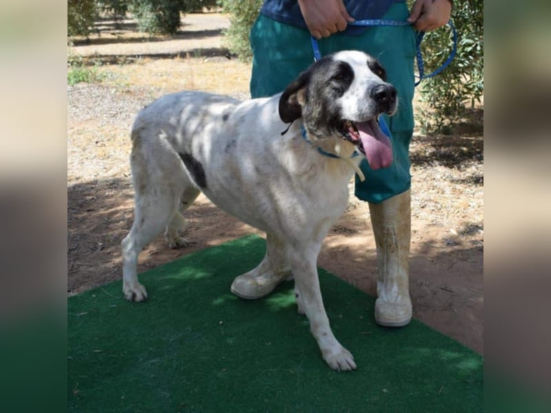 Yoli, Herdenschutz-Mix- Hündin, geb. 2012, herzensgute Hündin