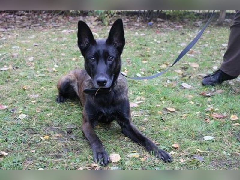 Makeba, Holl. Schäferhund, geb. 2019, gut erzogen, sportl. gern als Frauenhund
