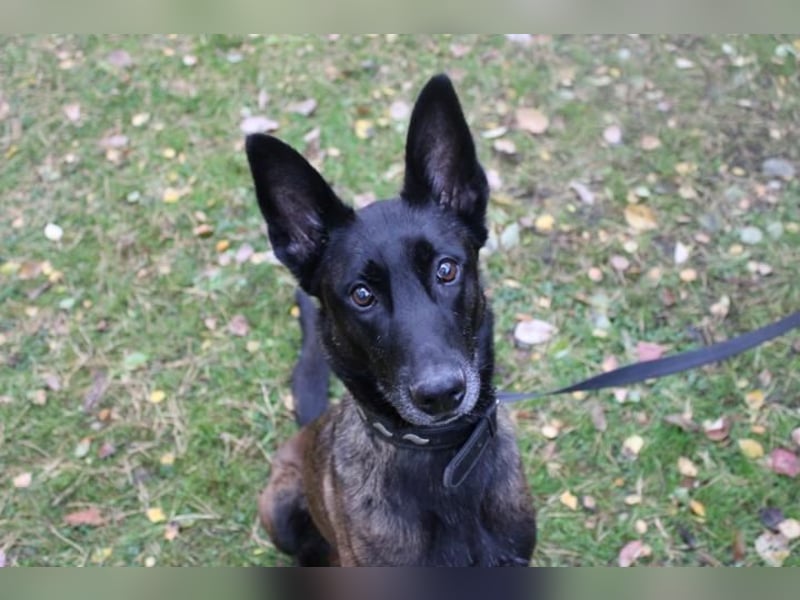 Makeba, Holl. Schäferhund, geb. 2019, gut erzogen, sportl. gern als Frauenhund