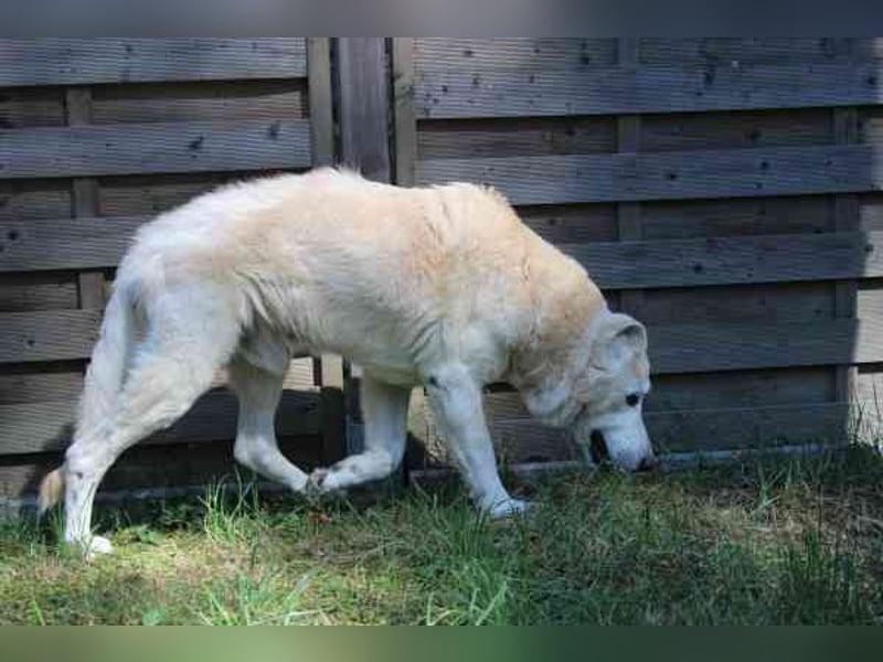 Dagobert, Schäferhundmix, geb. ca. 2014, lieber Senior, schon etwas tüddelig, su. ruhiges Zuhause