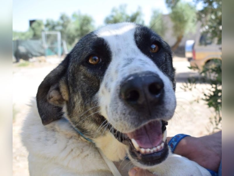 Yoli, Herdenschutz-Mix- Hündin, geb. 2012, herzensgute Hündin