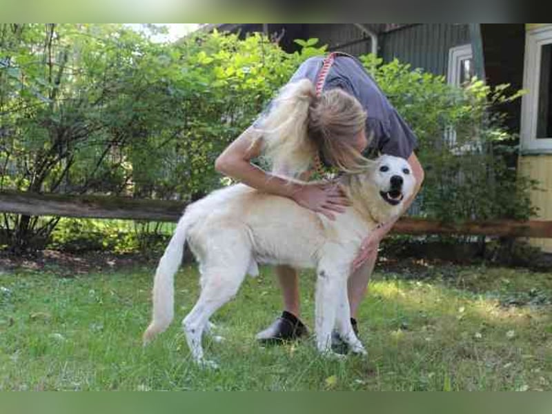 Dagobert, Schäferhundmix, geb. ca. 2014, lieber Senior, schon etwas tüddelig, su. ruhiges Zuhause
