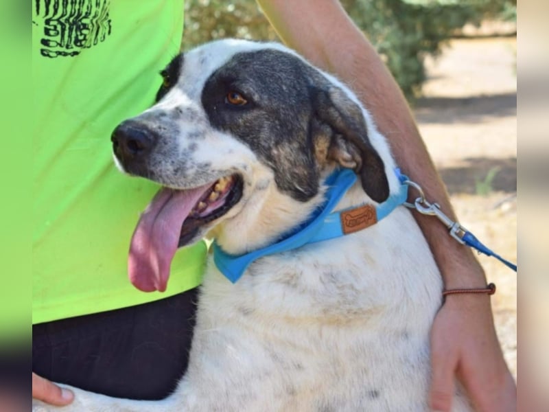 Yoli, Herdenschutz-Mix- Hündin, geb. 2012, herzensgute Hündin