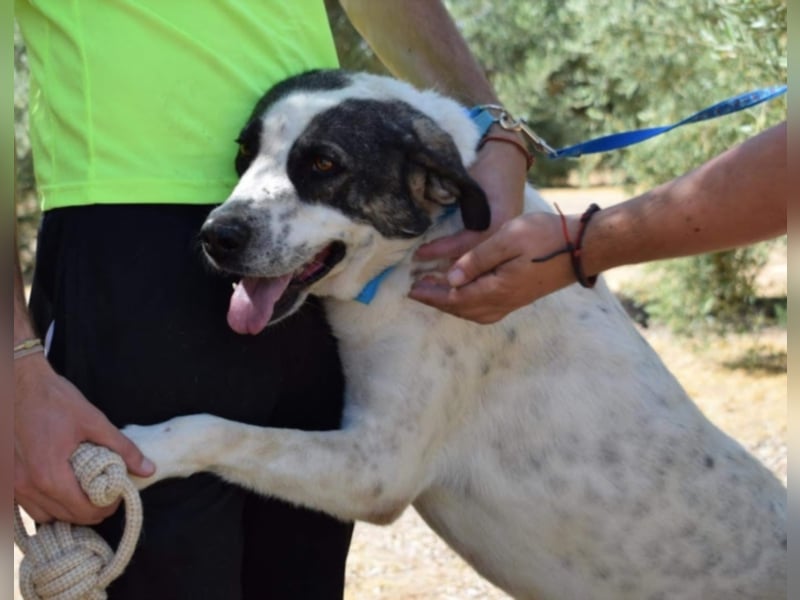 Yoli, Herdenschutz-Mix- Hündin, geb. 2012, herzensgute Hündin