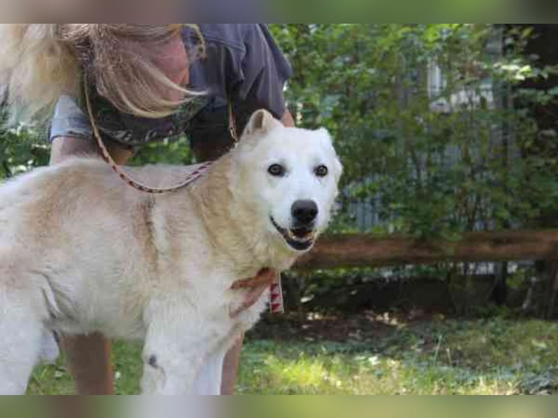 Dagobert, Schäferhundmix, geb. ca. 2014, lieber Senior, schon etwas tüddelig, su. ruhiges Zuhause