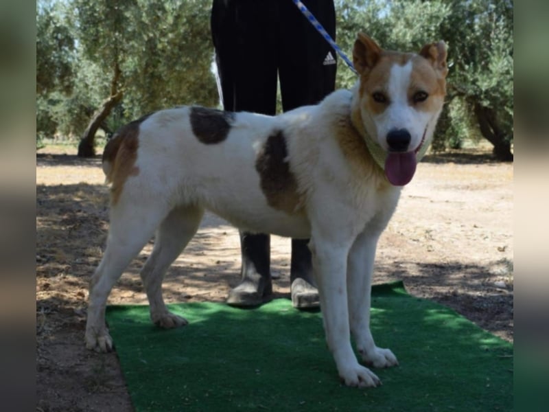 Muneca, liebevolle Mix-Hündin, geb. 2016, sie hofft Tag für Tag auf ihre Chance