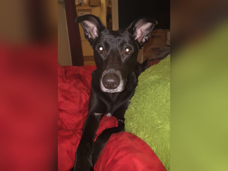 Elly sucht liebe Menschen