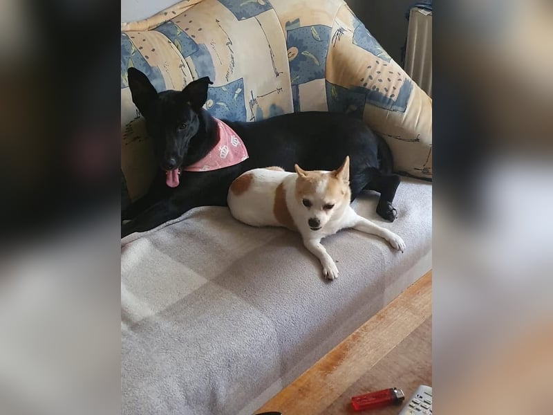 Elly sucht liebe Menschen