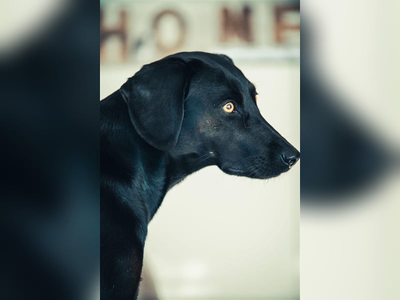 Hündin Mila sucht liebe Menschen