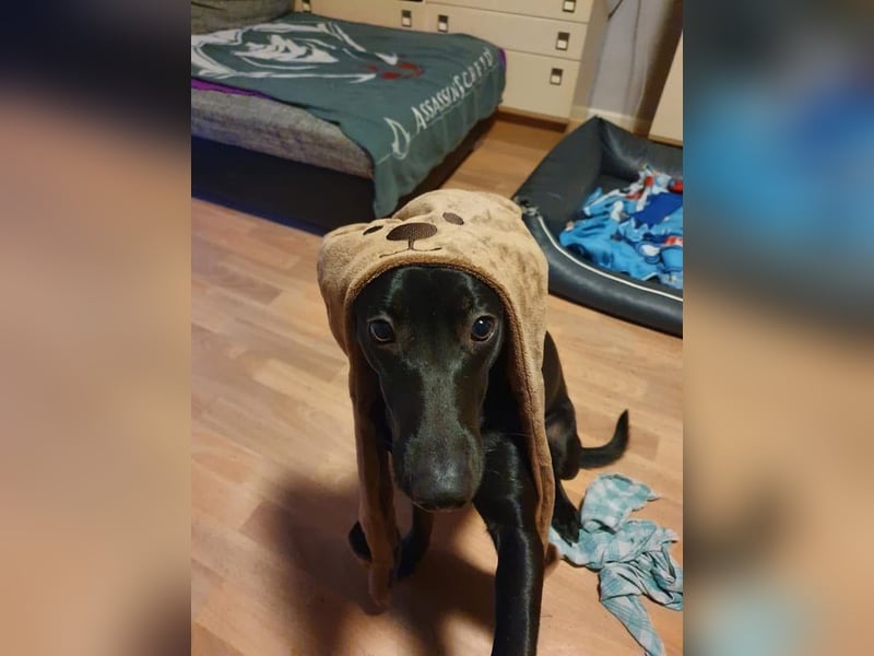 Elly sucht liebe Menschen