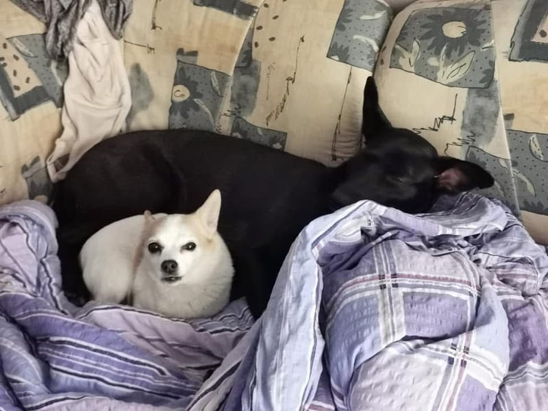 Elly sucht liebe Menschen