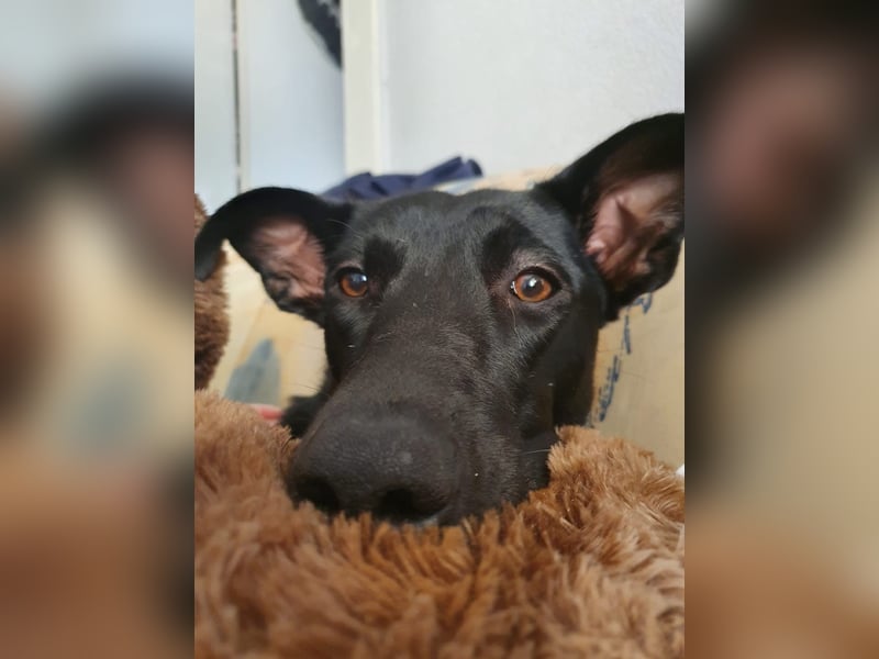 Elly sucht liebe Menschen