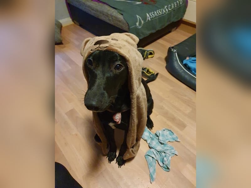 Elly sucht liebe Menschen