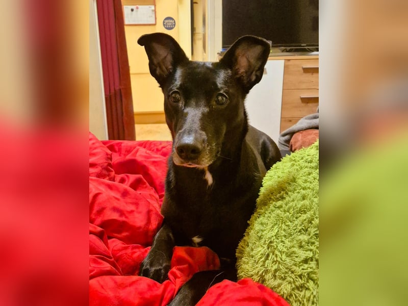 Elly sucht liebe Menschen