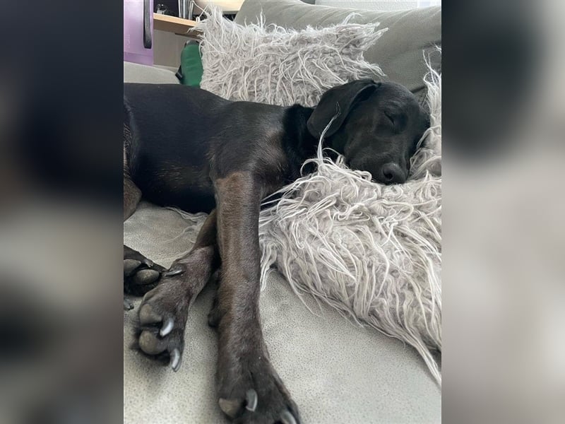 Hündin Mila sucht liebe Menschen