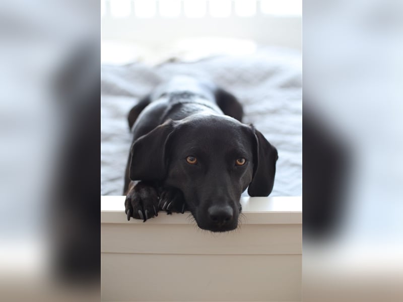 Hündin Mila sucht liebe Menschen