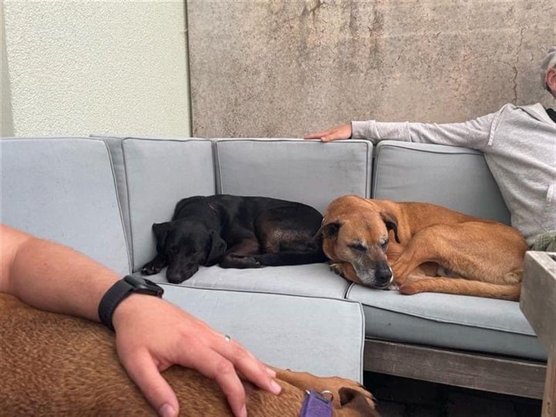 Hündin Mila sucht liebe Menschen