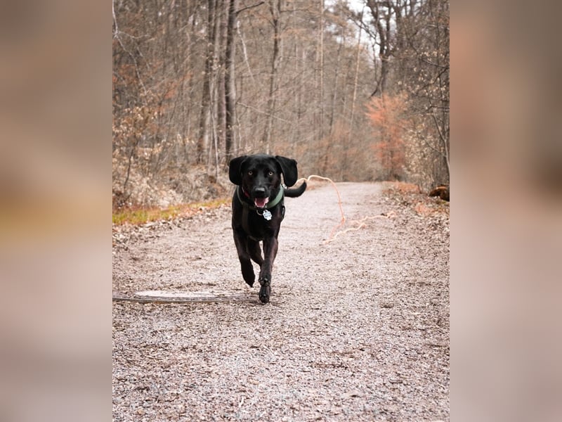 Hündin Mila sucht liebe Menschen