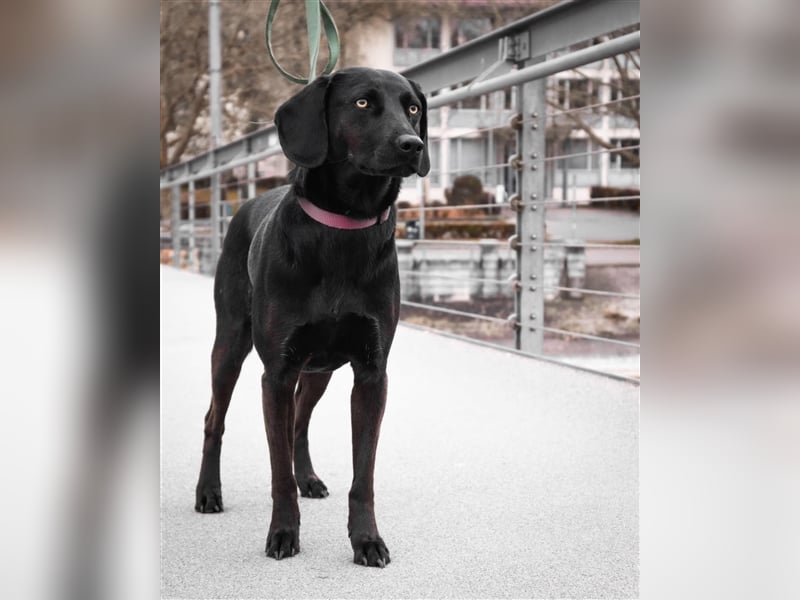 Hündin Mila sucht liebe Menschen