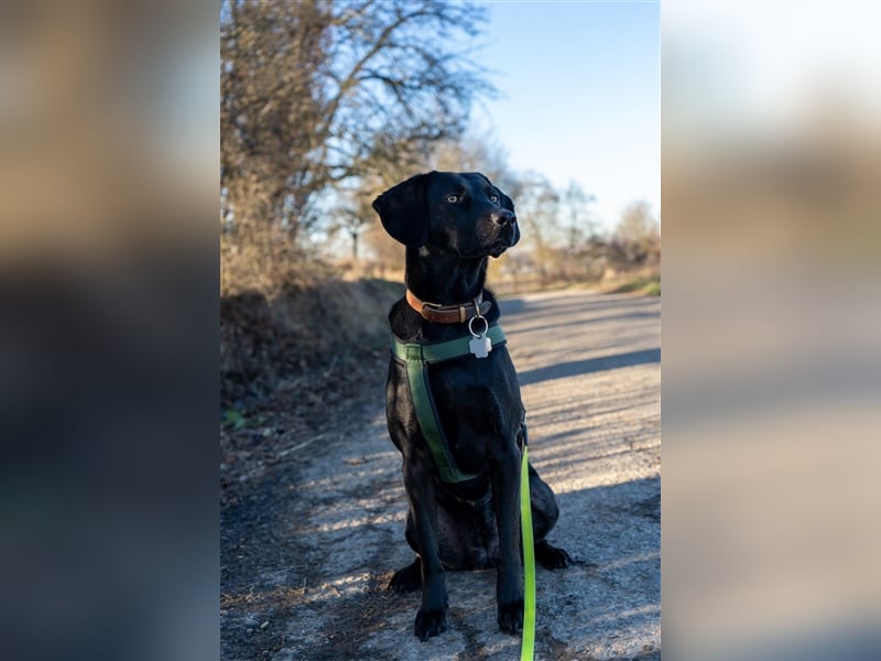 Hündin Mila sucht liebe Menschen