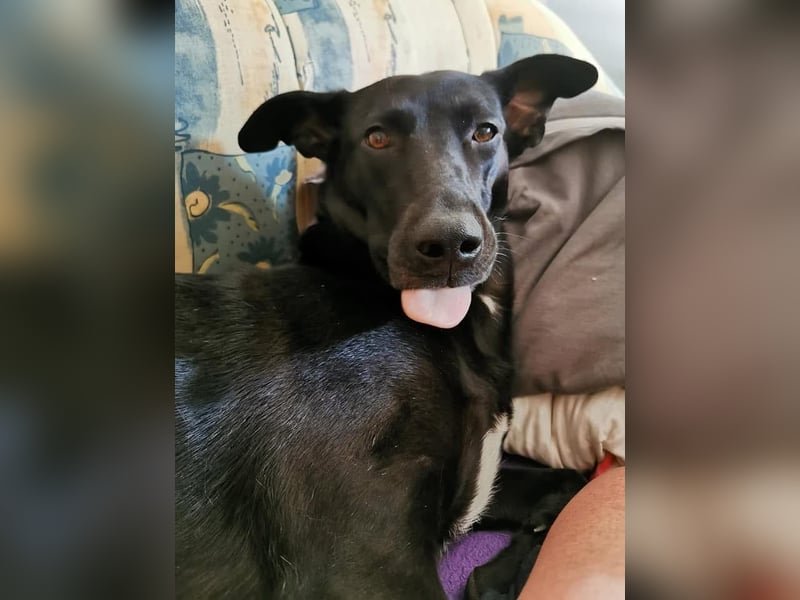 Elly sucht liebe Menschen