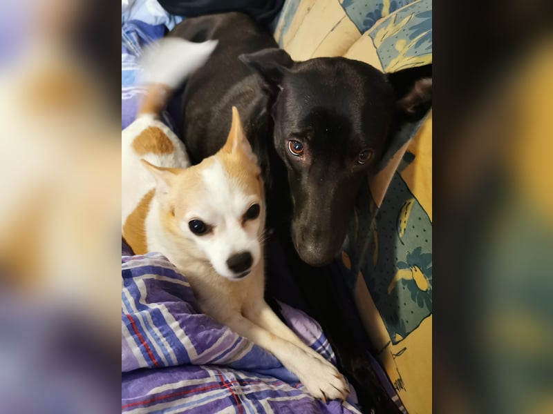 Elly sucht liebe Menschen