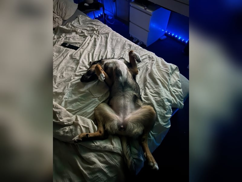 Tilly - verspielt und verschmust
