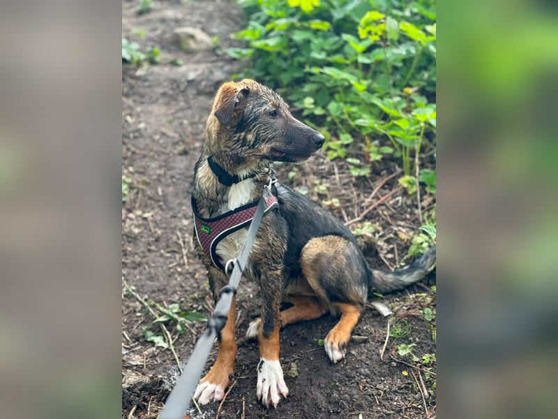 Tilly - verspielt und verschmust