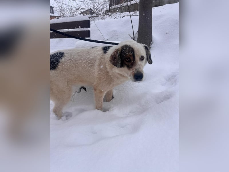 Bear - neugierig und verträglich