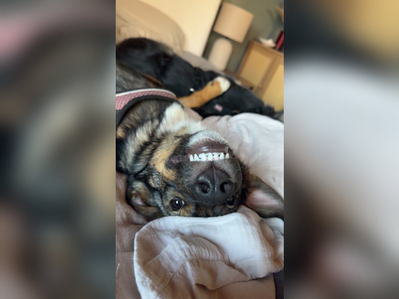 Tilly - verspielt und verschmust