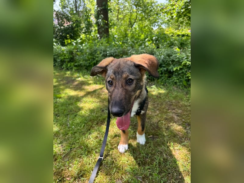 Tilly - verspielt und verschmust