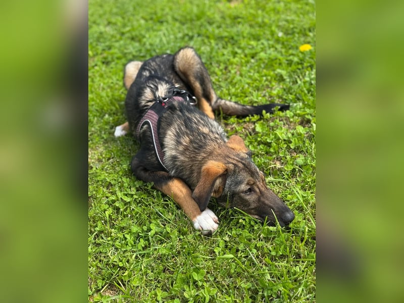 Tilly - verspielt und verschmust