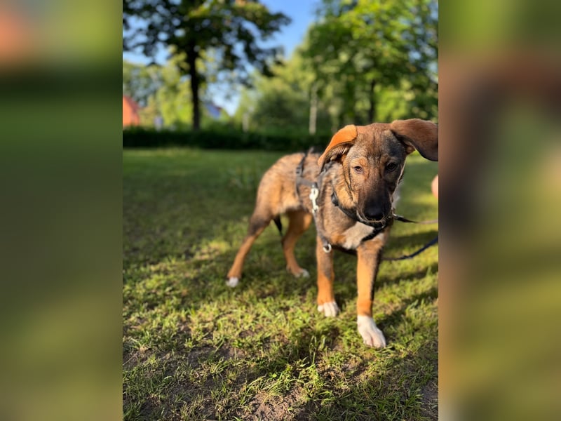 Tilly - verspielt und verschmust