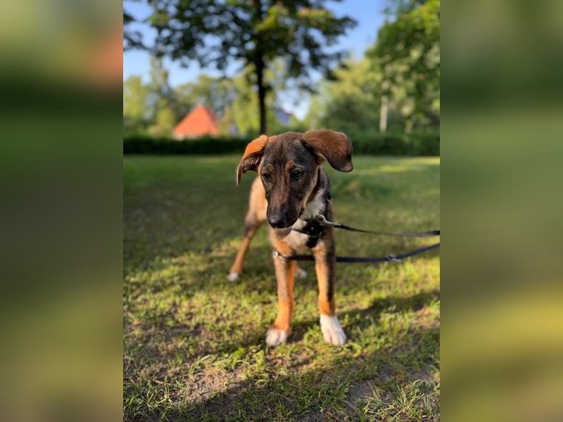 Tilly - verspielt und verschmust