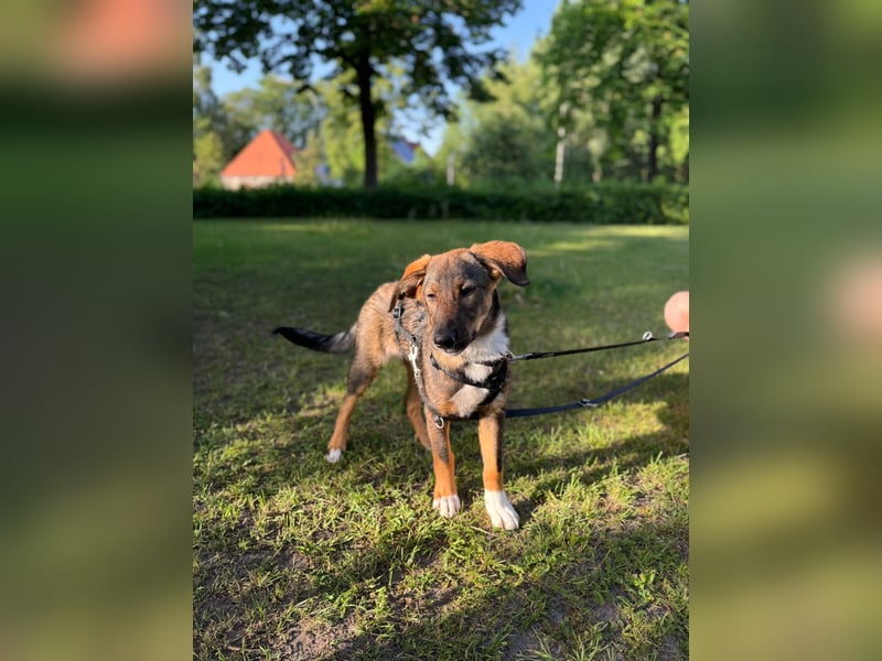 Tilly - verspielt und verschmust