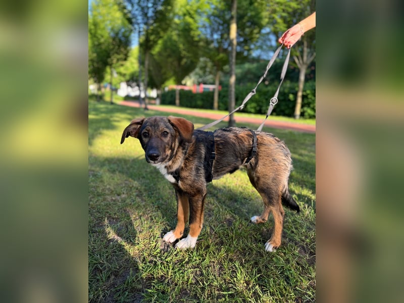 Tilly - verspielt und verschmust