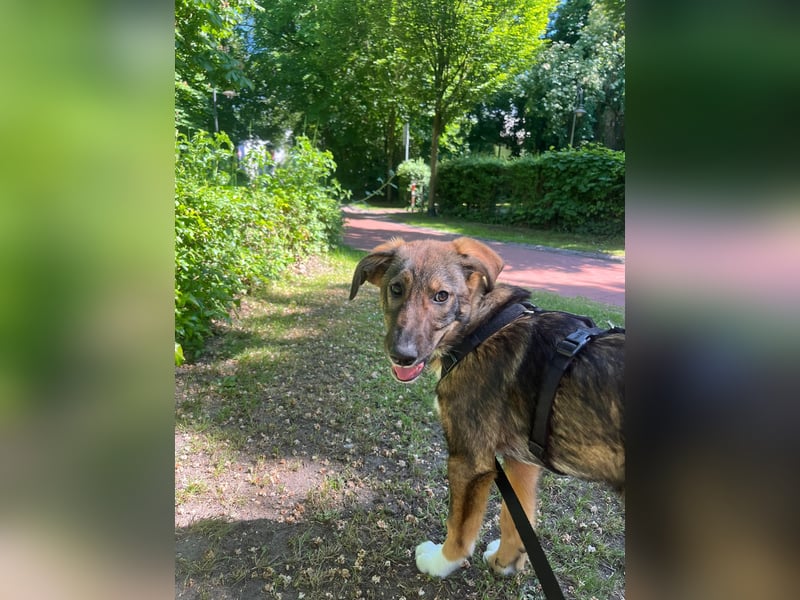 Tilly - verspielt und verschmust