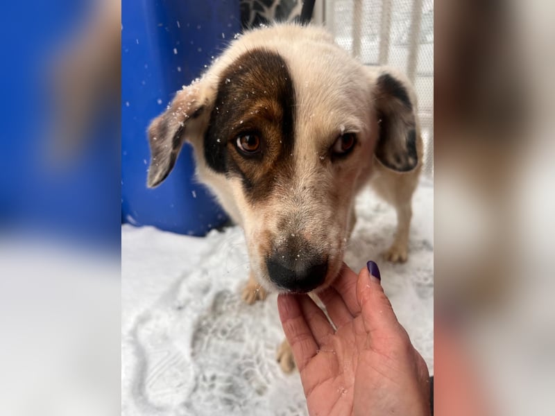 Bear - neugierig und verträglich