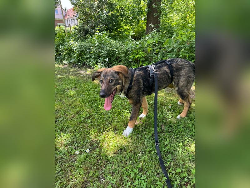 Tilly - verspielt und verschmust