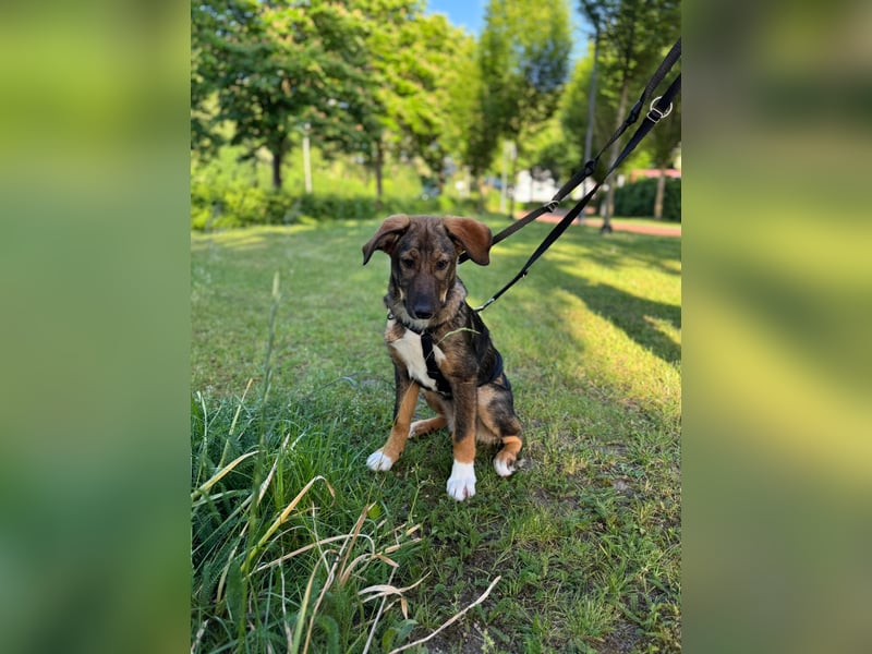Tilly - verspielt und verschmust