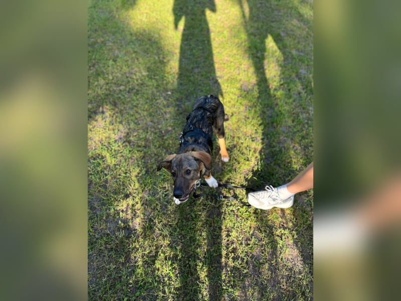 Tilly - verspielt und verschmust