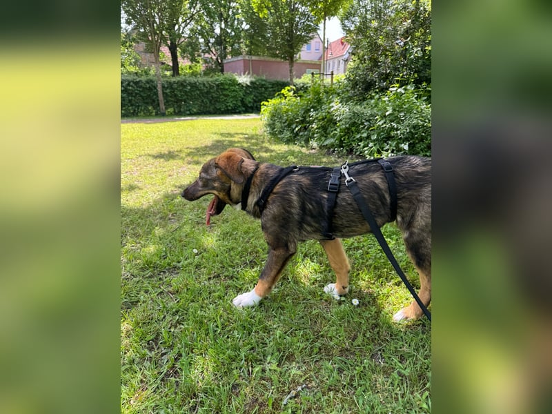 Tilly - verspielt und verschmust