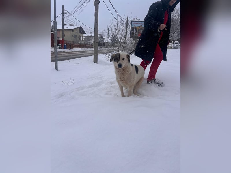 Bear - neugierig und verträglich