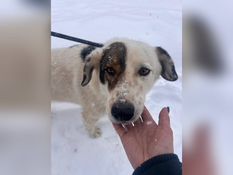 Bear - neugierig und verträglich